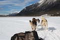 DogSledding041