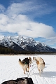 DogSledding042