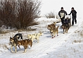 DogSledding043