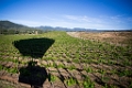 NapaValley047