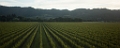 NapaValley132