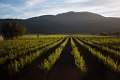 NapaValley135