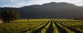 NapaValley136