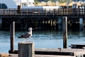 SanFrancisco156
