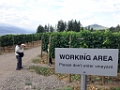 Kelowna039