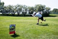Golf211