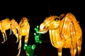 Illuminasia010