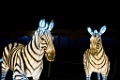 Illuminasia013