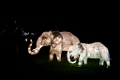 Illuminasia028