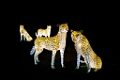 Illuminasia029