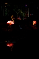 Illuminasia031