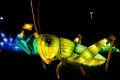 Illuminasia036