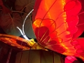 Illuminasia042