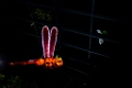 Illuminasia046