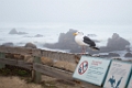 PebbleBeach017