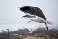 PebbleBeach018