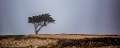 PebbleBeach027