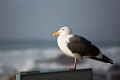 PebbleBeach037