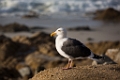 PebbleBeach038