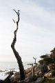 PebbleBeach054
