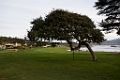 PebbleBeach057