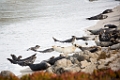 Monterey013
