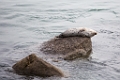 Monterey020