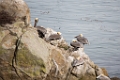 Monterey021