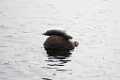 Monterey022