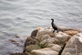 Monterey023
