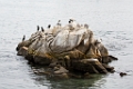 Monterey026