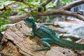 Zoo003