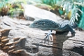 Zoo004