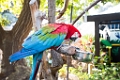 Zoo017