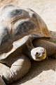 Zoo029