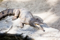 Zoo033