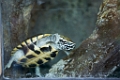 Zoo036