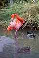 Zoo037