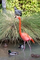 Zoo038