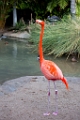 Zoo039