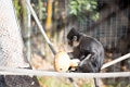 Zoo040