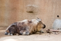 Zoo049