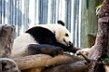 Zoo052