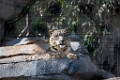 Zoo054