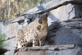 Zoo055