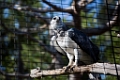 Zoo056