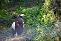 Zoo057