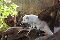 Zoo061