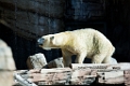 Zoo063