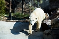 Zoo064